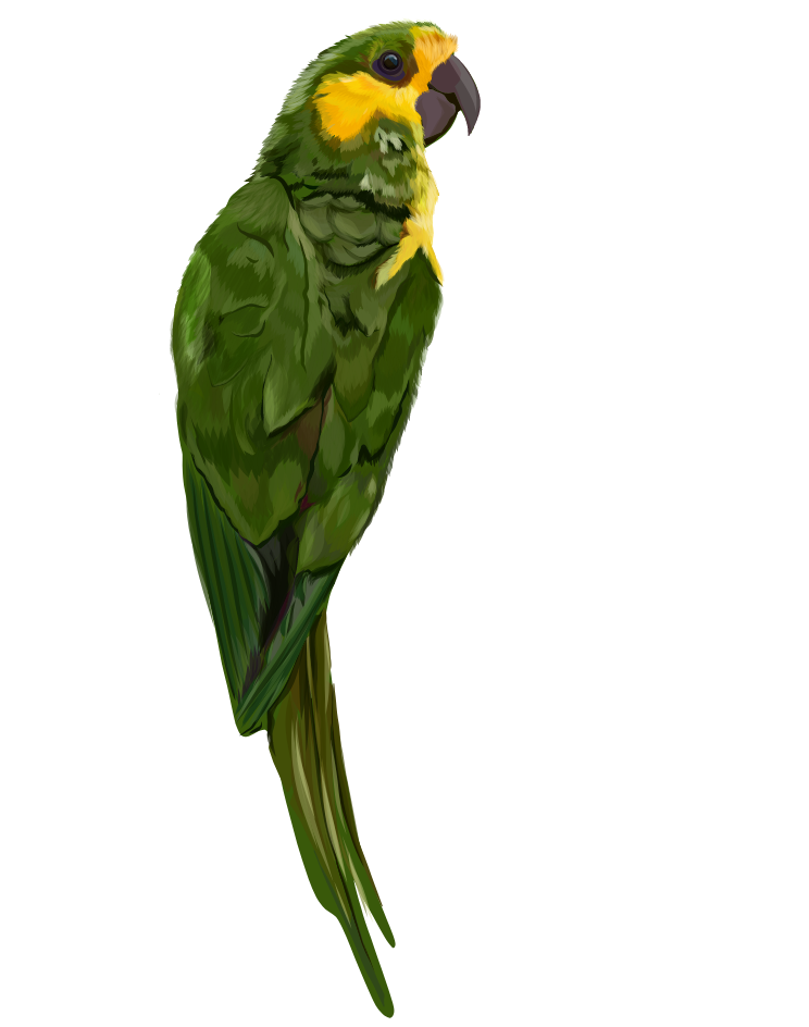 Terasu Parrot